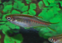 GLOWLIGHT DANIO