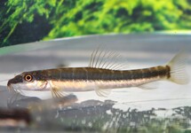 HALF BANDED LOACH