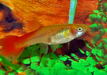 GUPPY FLAMINGO ROUGE (FEMELLE)