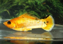 SEGELKÄRPFLING LEMON HEAD