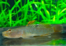 MACULAFASCIATUS GRONDEL