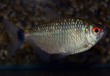 GIANT REDEYE TETRA