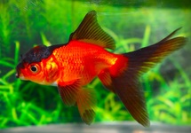 SLUIER LEEUWENKOP ROOD/ZWART