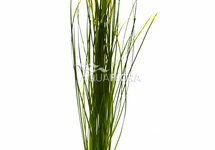 Vallisneria nana - PS