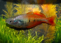LAKE KUROMAI RAINBOWFISH