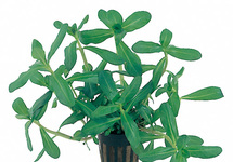 Lithorella uniflora - PE
