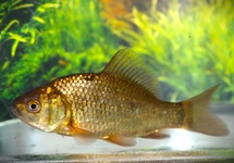KARAUSCHE