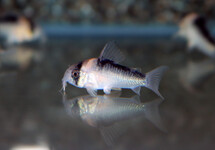 CORYDORAS DUPLICAREUS