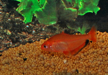 CALLISTUS TETRA