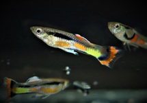 ENDLER GUP CAMPOMA 42  (M/F)