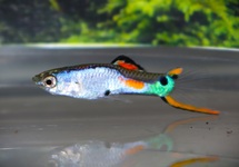 GUPPY ENDLER SILVERADO (M/F)