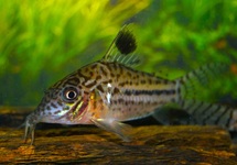 PANZERWELS LEOPARDUS 