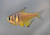 FLAME TETRA YELLOW