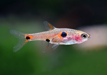 DWARF RASBORA