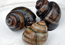 FLUSSDECKELSCHNECKE