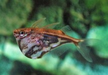 POISSON HACHETTE MARBRÉ FASCIATA