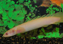 SENEGAL-FLÖSSELHECHT ALBINO