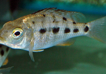 MALAWI CICHLID ROSTRATUS 