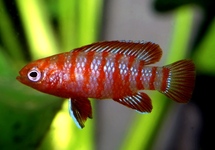 SCARLET BADIS