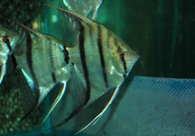 MAANVIS SURINAM RED SPOTTED