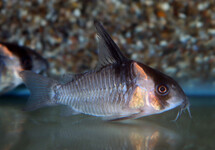 PANTSERMEERVAL CW045