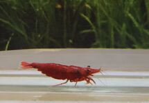 RED FIRE SHRIMP