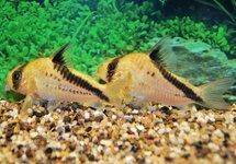 CORYDORAS MELINI