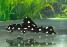 L241 GALAXIAS PLECO