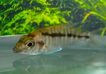 MALAWI CICHLIDE MCHUSE