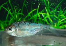 ELEGANTE VEERVIN TETRA