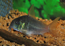 CORYDORAS CONCOLOR