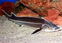 STERLET STURGEON  