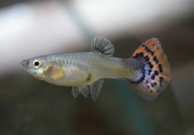 GUPPY LEOPARD ROUGE BLEU (FEMELLE)