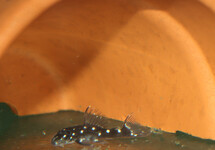 L280 ANCISTRUS
