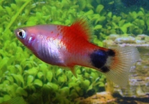 PLATY WEISS ROT TOPF MICKEY