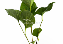 Anubias hastifolia - PE