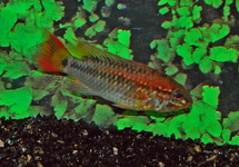 RED TAILED DWARF CICHLID
