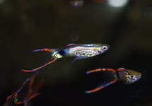 ENDLER'S GUPPY SNAKESKIN GREEN MALE