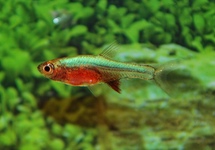 RASBORA AXELRODI NÉON BLEU