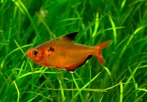 CALLISTUS TETRA