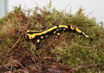 VUURSALAMANDER