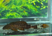 L090 PAPA PLECO