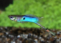 ENDLER'S GUPPY JAPAN BLUE MALE