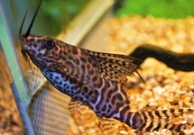 BAARDMEERVAL EUPTERUS