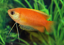 GOURAMI MIEL  