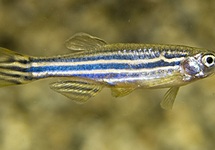 ZEBRADANIO