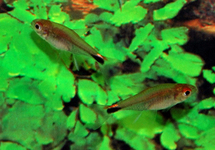 PEPPER TETRA