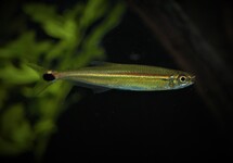 IGUANODECTES ADUJAI