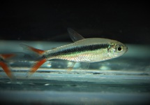 REDFIN PENGUIN TETRA