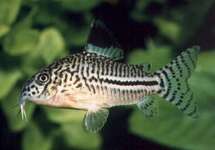 CORYDORAS LÉOPARD